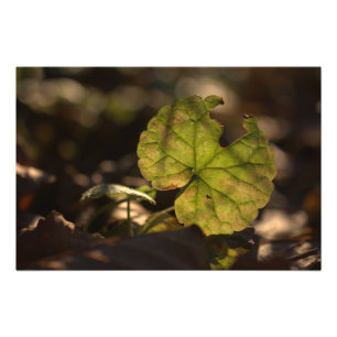 Copie de photo de novembre Sun CC0305