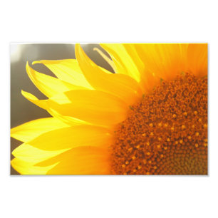 Copie de photo de plan rapproché de tournesol