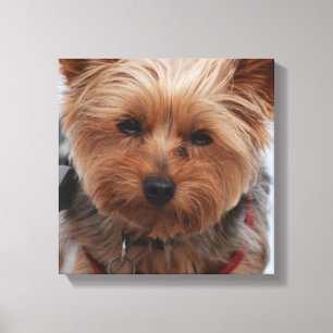 Copie de toile de Yorkie