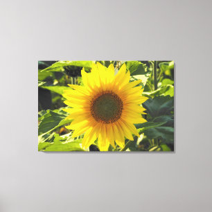 Copie de toile enveloppée par tournesol de lever
