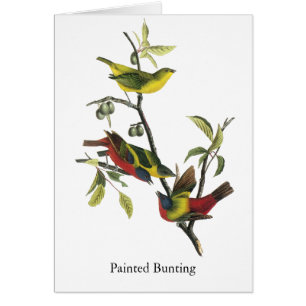 Copie d'étamine peinte par Audubon de John