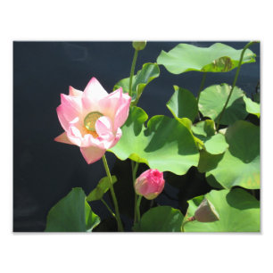 Copie géante de photo de fleur de Lotus