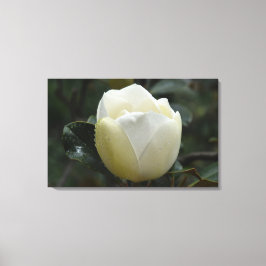 Copie grandiflora de toile de magnolia