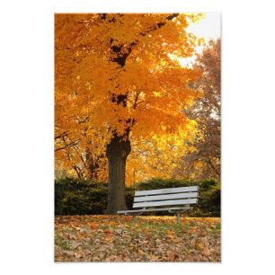 Copie jaune de photo d'automne d'arbre d'érable