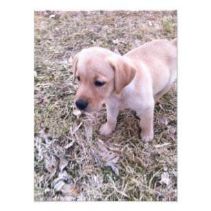 Copie jaune de photo de chiot de labrador