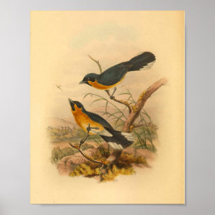 Coppingers Fliegenschnäpper Vogel Vintage-Druck Poster