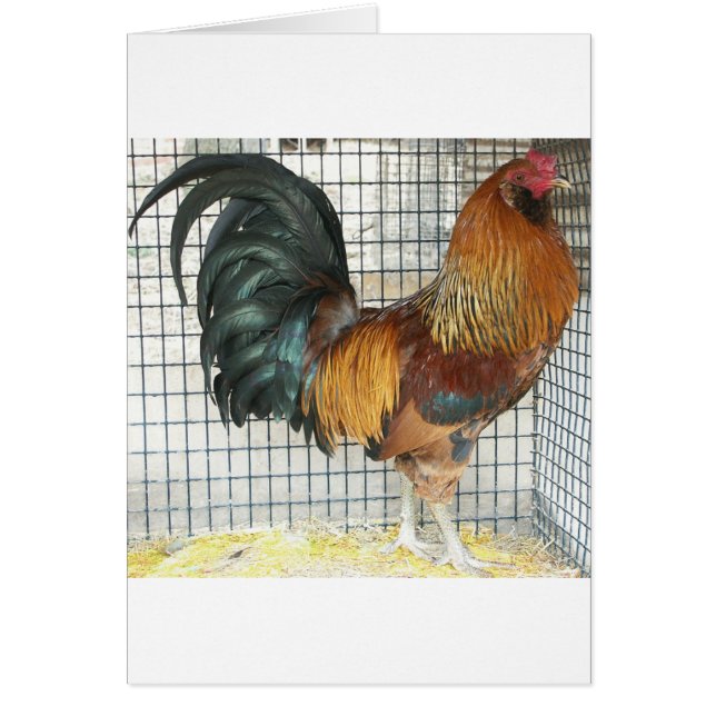 Coq (Devant)