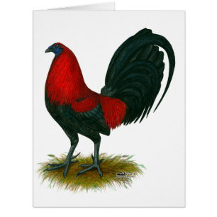 Coq de combat américain : Brun Rouge