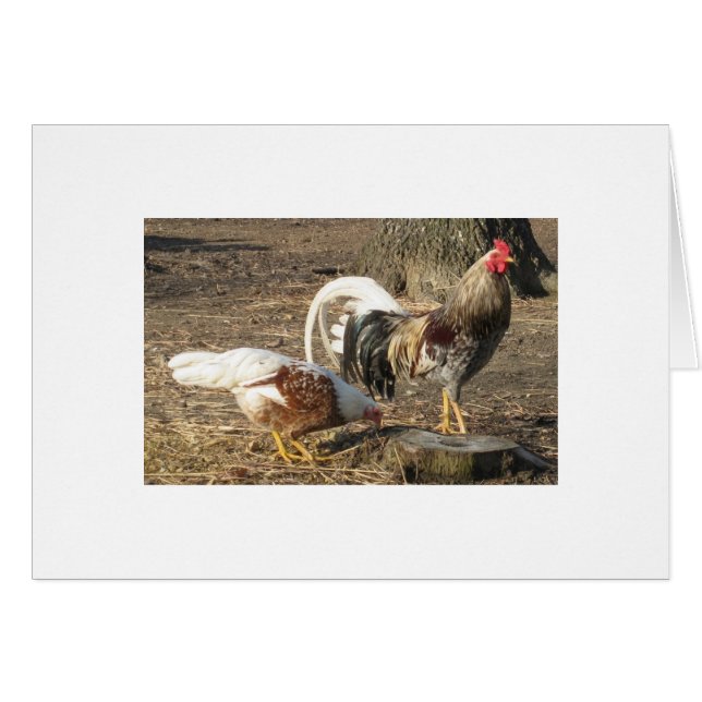 Coq de combat bleu de Long-Queue de blocaille de (Devant horizontal)