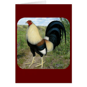 Coq de combat de route de campagne