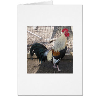Coq de combat gris rappelant