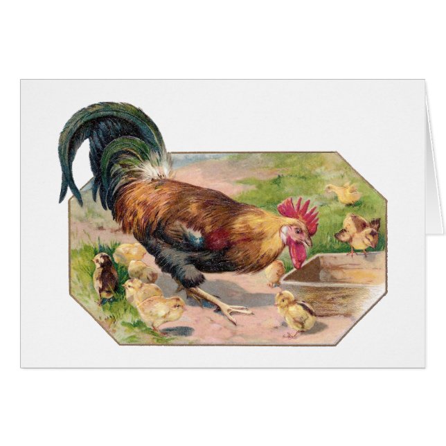 Coq et poussins (Devant horizontal)