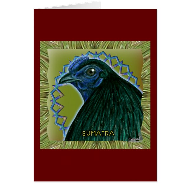 Coq Sumatra encadré (Devant)