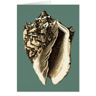 Coque conique turquoise