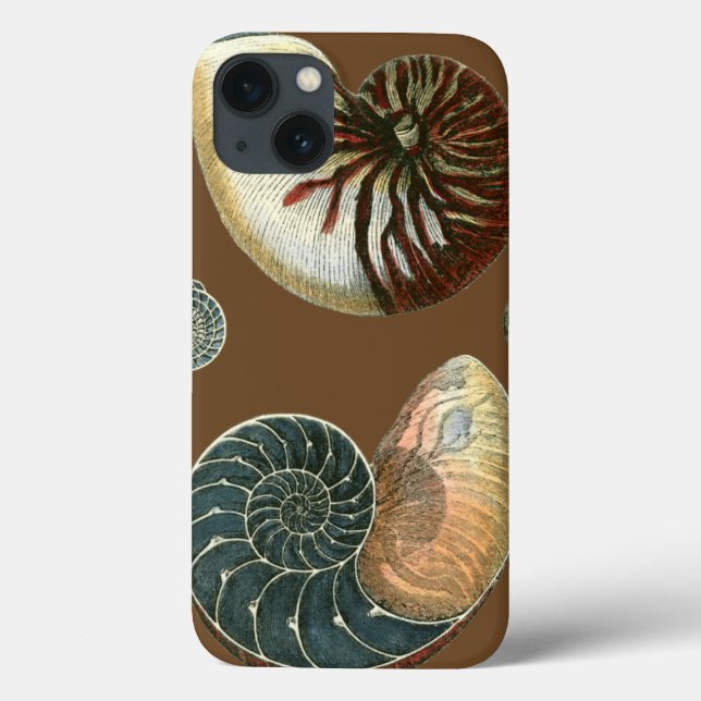 Coque de cacao (Verso)