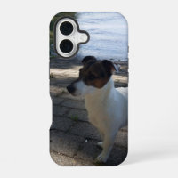 Capo von Oppenheim, Jack Russell Terrier Chien
