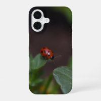 Coccinelle sur fleurs