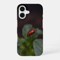 Coccinelle sur fleurs