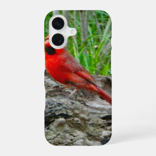 Coque iPhone 16 Étui iPhone Cardinal Rouge (Ohio)