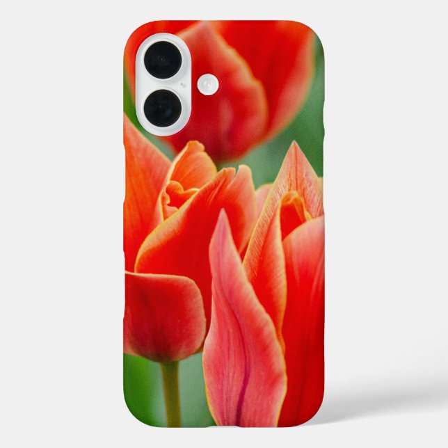 Coque iPhone 16 Tulipes Orange Rouge (Verso)