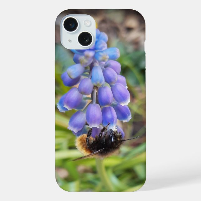 Coque iPhone Abeille sur Muscari Armeniacum, Grape Hyacinth (Verso)