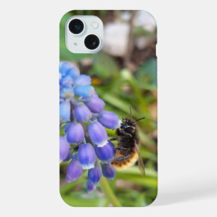 Abeille sur Muscari Armeniacum, Grape Hyacinth