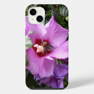 Bourdon sur fleur d'Hibiscus
