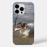 Capo von Oppenheim Jack Russell Terrier, Chien