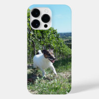 Capo von Oppenheim Jack Russell Terrier, Chien