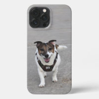 Capo von Oppenheim, Jack Russell Terrier Chien