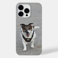 Capo von Oppenheim, Jack Russell Terrier Chien