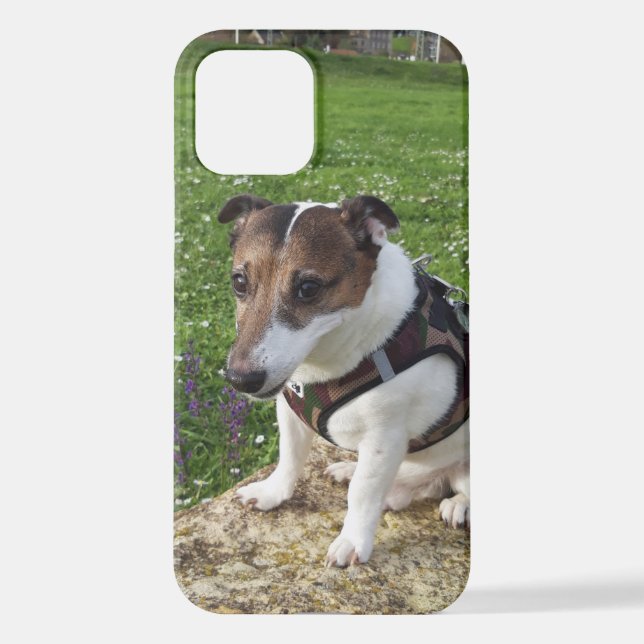 Coque iPhone Capo von Oppenheim Jack Russell Terrier, Chien (Verso)