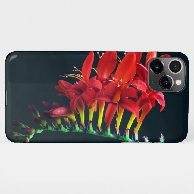 Coque iPhone Crocosomie Lucifer Montbretia Floral (Dos Horizontal)