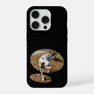 Dalmatien sortant du cadre de la fenêtre,