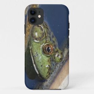 Coque iphone de grenouille mugissante