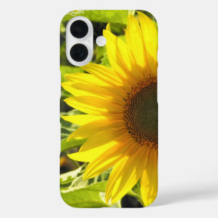 Coque iphone de la lueur de tournesol
