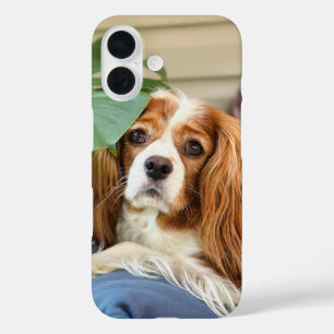 Coque iphone du roi Charles Cavalier 16