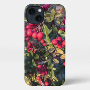Etui iPhone 13 Fruit d'automne