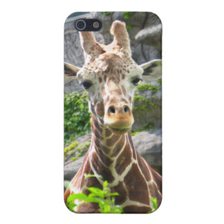 Étui iPhone 5 Girafe