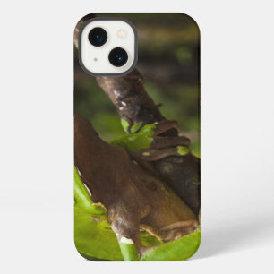 Etui iPhone 13 Grenouille géante Phyllomedusa de feuille
