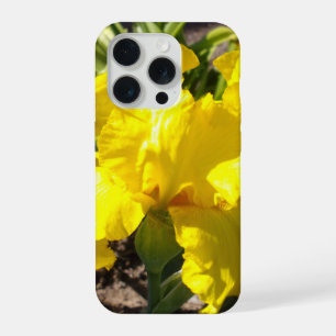 Iris jaune vif,