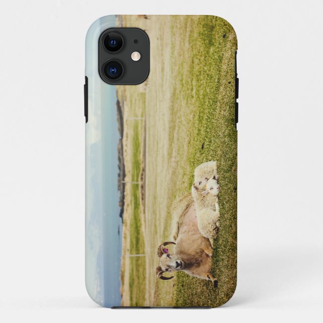 Coque iphone islandais de moutons (Dos)