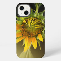 Ouverture de tournesol en pleine floraison