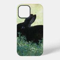 Petit lapin noir