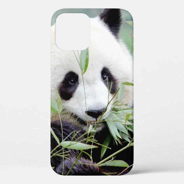 coque iphone Photo panda géant, animaux. (Verso)