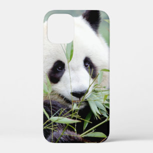 coque iphone Photo panda géant, animaux.