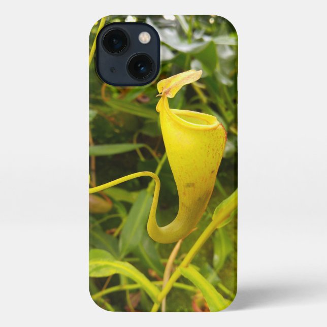 Coque iPhone Pitcher Plant Nepenthes Carnivorous Nature Photo (Verso)