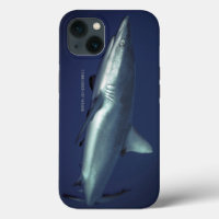 Requin de récif gris à Yap Micronésie