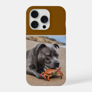 Staffy est ami avec un crabe de plage,