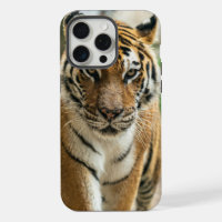 Tigre de randonnée forestière